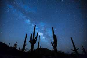 cactus plants under the starry sky
