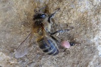 dead honeybee