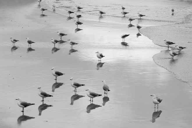 grayscale flock of gulls on beach