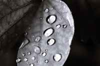 droplets on delicate tree leaves in garden