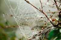 ornamental spider web with water drops on tree twigs