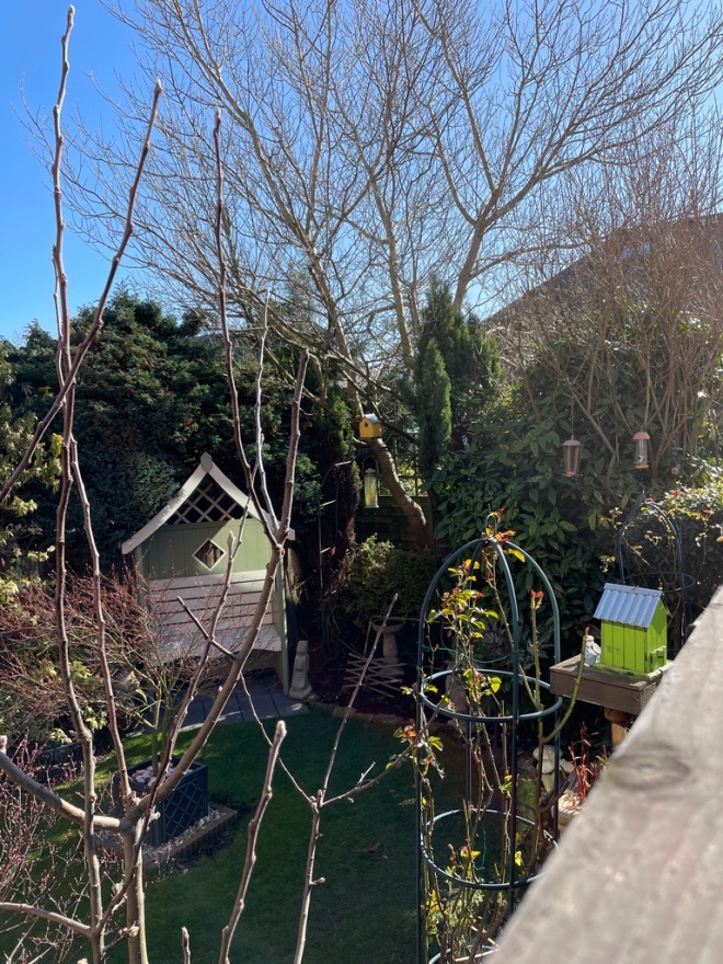 a sun-warmed english garden in february