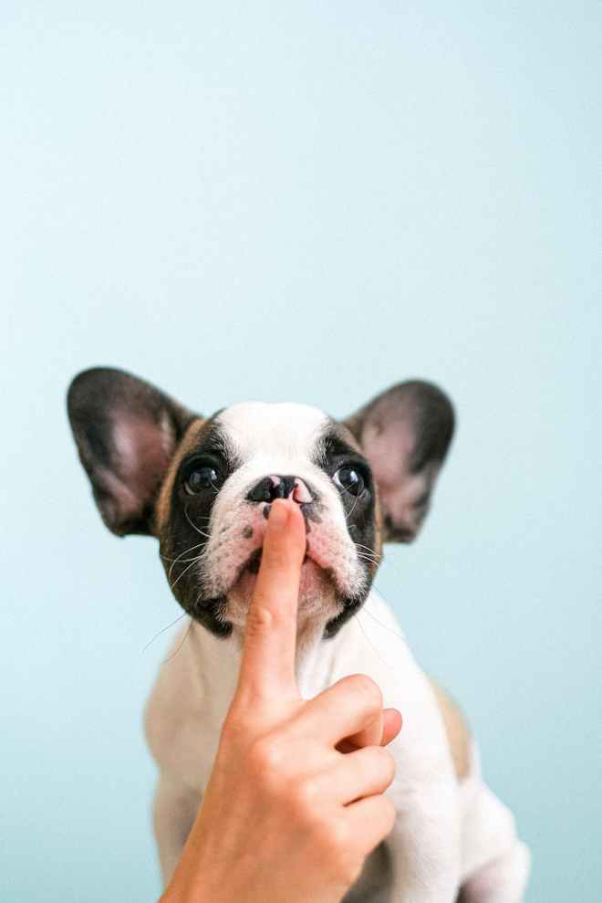 white and black french bulldog silenced with a finger
