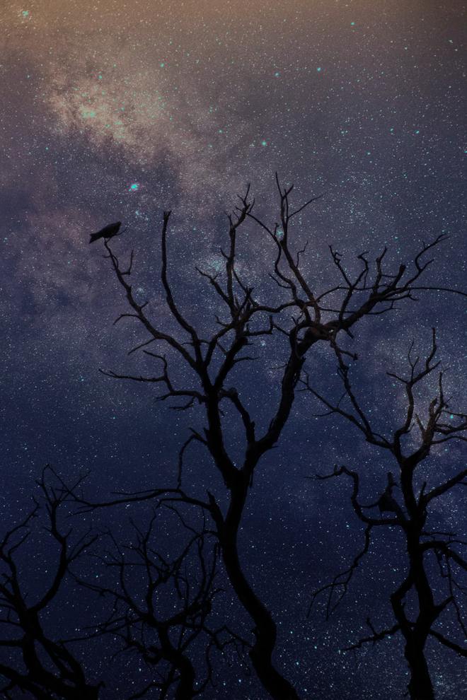 leafless trees outlined against a night sky