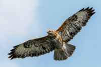 close up shot of a common buzzard flying in the sky